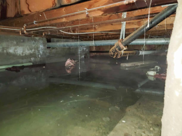 Best Water damage cleanup near me  in Del Aire, CA